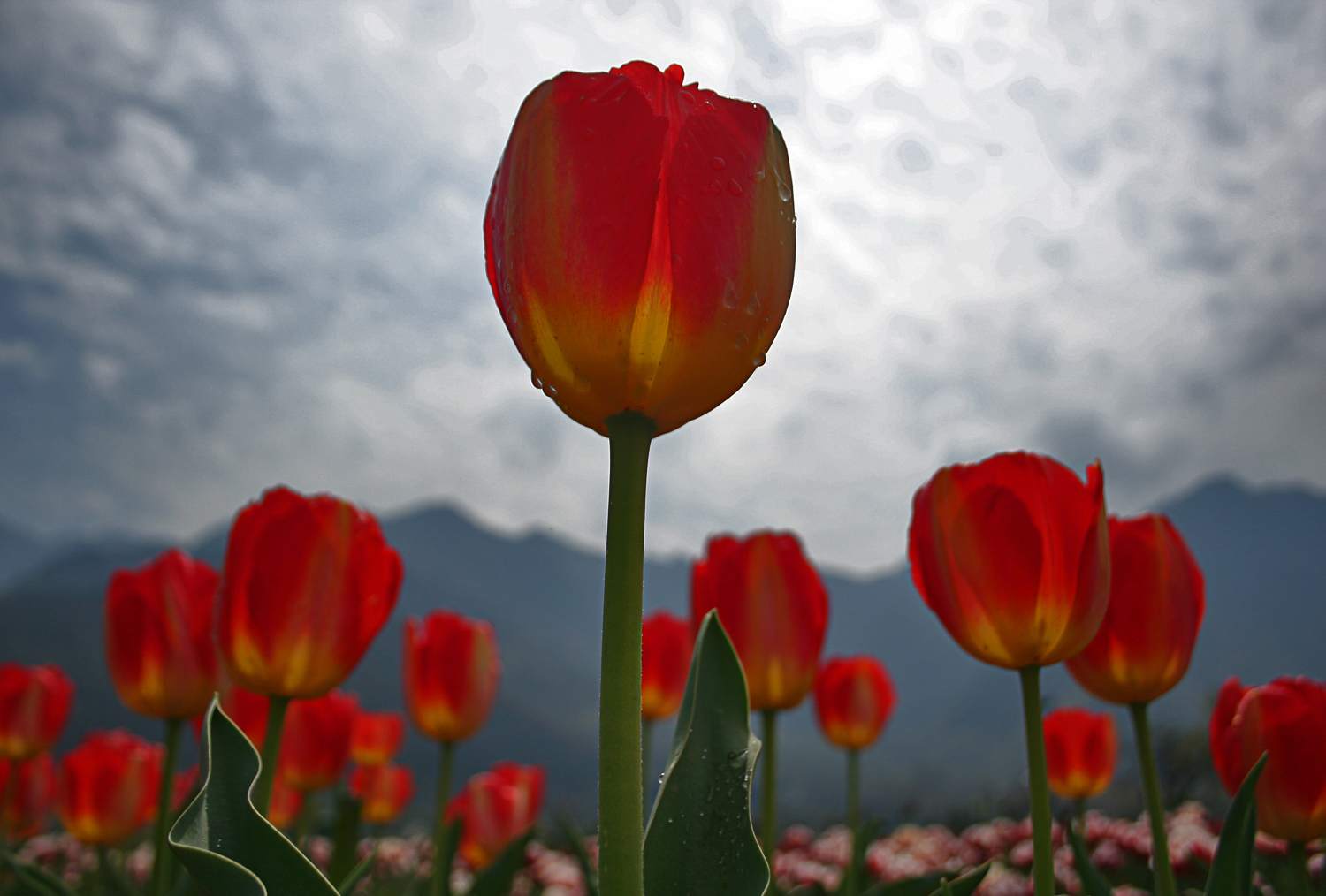Indian Tulip