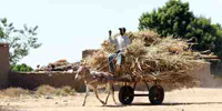 a man on cart in a still from Land Rush